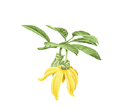 Ylang Ylang
